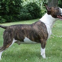 Bull Terriers from Glentom Bull Terriers