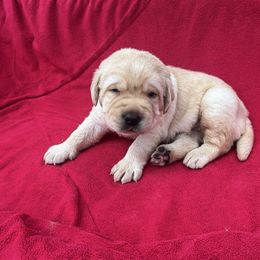 Girl 1 - Yellow female Labrador Retriever puppy in Cullman, Alabama from Chara’ Labradors