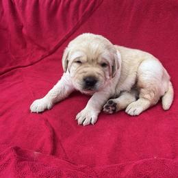 Girl 1 - Yellow female Labrador Retriever puppy in Cullman, Alabama from Chara’ Labradors