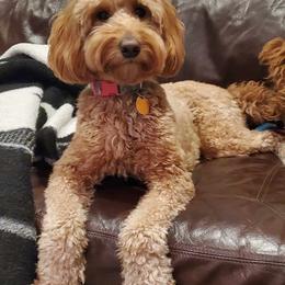 Goldendoodle Puppies from Stacy Warwick