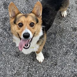 American Corgis and Pembroke Welsh Corgis from Rawson Ridge Corgis