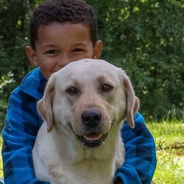 Labrador Retrievers from Brookstone Labradors
