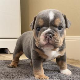 Bulldog Puppies from Lunsford Bulldogs