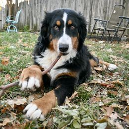 Bernese Mountain Dog and Pembroke Welsh Corgi All Grown Up from Concerto Corgis