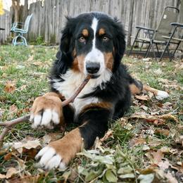 Bernese Mountain Dog and Pembroke Welsh Corgi All Grown Up from Concerto Corgis