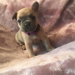French Bulldog Puppies from EMF