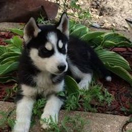 Siberian Husky Puppies from Light Foot Kennel