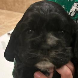 Boy 2 - Black male Cocker Spaniel puppy in Spotsylvania, Virginia from Wilkshire Farm