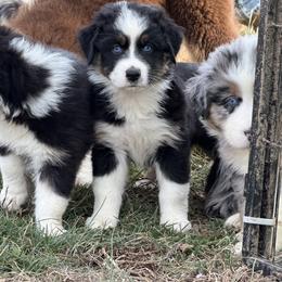 Girl 2-Black Tri - Black tri-color female Australian Shepherd puppy in Mayfield, Kentucky from Hamilton Farms