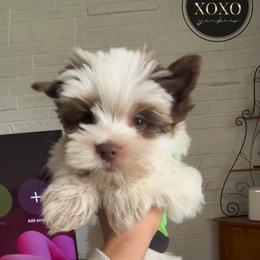 Yorkshire Terrier Puppies from XOXO YORKIES