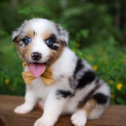 Snow White - Blue merle female Australian Shepherd puppy in Georgetown, Texas from River Reign Australian Shepherds