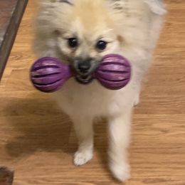 Pomeranian Puppies from Jonna's Poms