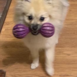 Pomeranian Puppies from Jonna's Poms