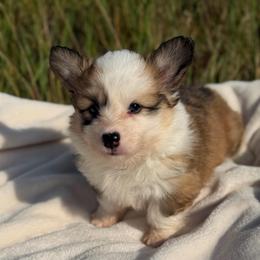 Olive (Magnolia) - Red female Pembroke Welsh Corgi puppy in Fairchild, Wisconsin from Reigning Corgis