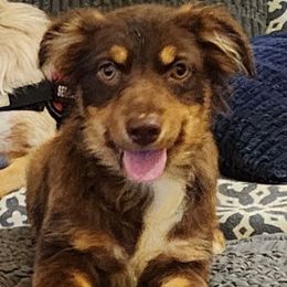 Sugar - Australian Shepherd