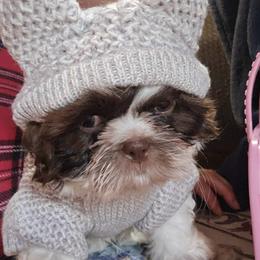 Shih Tzu Puppies from Morgan's Shih Tzus