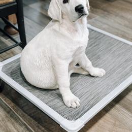 Labrador Retriever Puppies from Bohlken Labradors