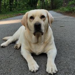 Labrador Retrievers from Marmolejos Labs