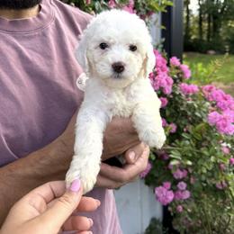 Sundae - Yellow collar girl - Parti female Goldendoodle puppy in Ruthorfordton, North Carolina from Duncan Doodles Goldendoodles