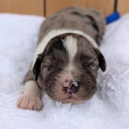 Blue collar - Blue merle male Aussiedoodle puppy in Coulee City, Washington from Mr and Mrs Doodle Farm