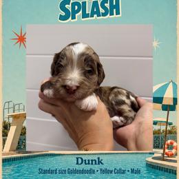 Dunk - Dallas TX - 4,000 - Chocolate male Goldendoodle puppy in Garland, Texas from Twilight Doodles