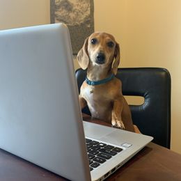 Dachshunds from Mueller’s Mini Dachshunds