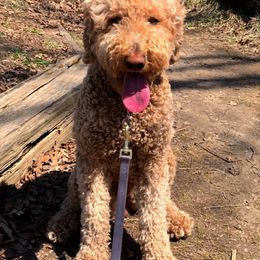 Goldendoodles from Krista's Goldendoodles