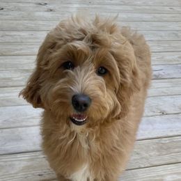 Sassafras - Cockapoo