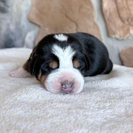 Brown - Black, white and red male Greater Swiss Mountain Dog puppy in Everett, Pennsylvania from Sweet Stream Swissies