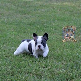 Boston Terrier and French Bulldog Puppies from Freedom Bostons