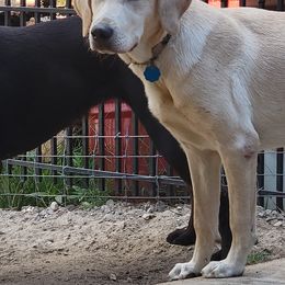 Dilute Retriever All Grown Up from Thunder Mountain Labs