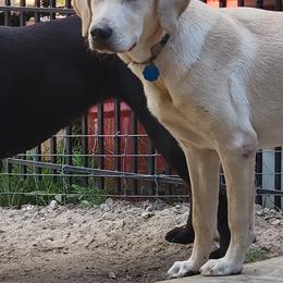 Dilute Retriever All Grown Up from Thunder Mountain Labs