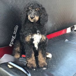 Poodle Puppies from Poodles of Willow Glade