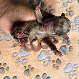 Huey (Brown Merle) - Brown male Poodle puppy in Chattanooga, Tennessee from SoftPaw Kennels