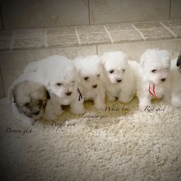 Coton de Tulear Puppies from Shiloh Cotons