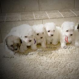 Coton de Tulear Puppies from Shiloh Cotons
