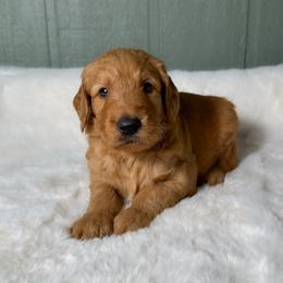 Harold - Red  male Goldendoodle puppy in Osage City, Kansas from Golden Ridge Goldens