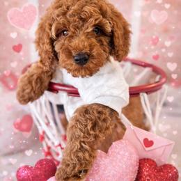 Green Boy - Red  male Goldendoodle puppy in Alamance County, North Carolina from Doodle Squad Puppies