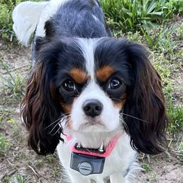 Layla - Cavalier King Charles Spaniel