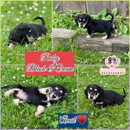 Ruby - Black and cream female Dachshund puppy in Meadville, Pennsylvania from Four Seasons Dachshunds