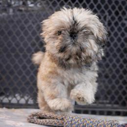 Elsa - Silver female Shih Tzu puppy in Bennett, Colorado from Victorio Boxers & Shih-Tzu's