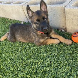 Belgian Malinois Puppies from Care 2 Protect