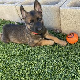 Belgian Malinois Puppies from Care 2 Protect