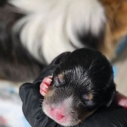Female 1 - Black and tan female Pembroke Welsh Corgi puppy in Washington from Castle View Royal Rumps