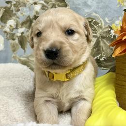 Merrigold - Light golden female Golden Retriever puppy in Doniphan, Missouri from Stockford’s Golden Retrievers