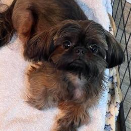 Ember - Shih Tzu