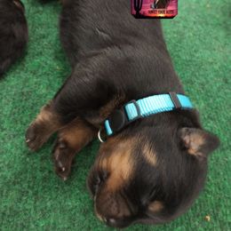 Rottweiler Puppies from Sunset State Rotts
