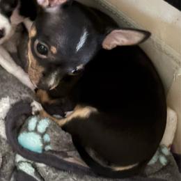 Boy 5-Timmy - Black and white male Chihuahua puppy in Scranton, Pennsylvania from Grammy Farm
