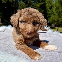 Juniper dark pink collar - Red merle female Aussiedoodle puppy in Clarkston, Washington from Doodle & Poodle Palace