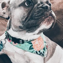 Dachshunds, French Bulldogs, and German Shorthaired Pointers from 3P Kennels